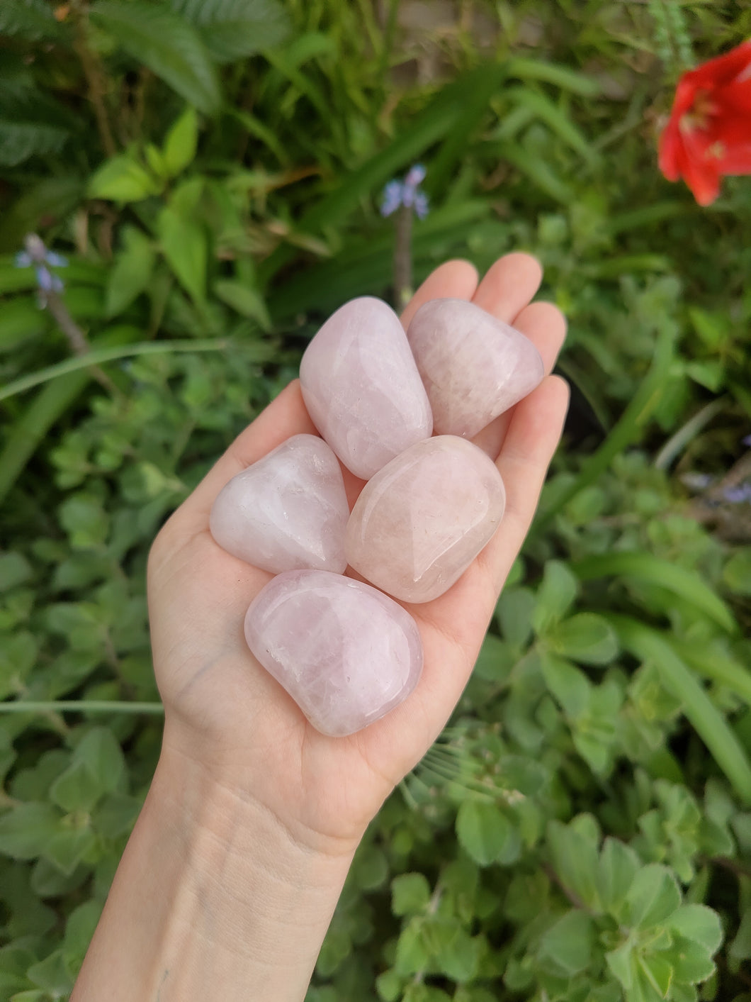 Quartz rose • Large